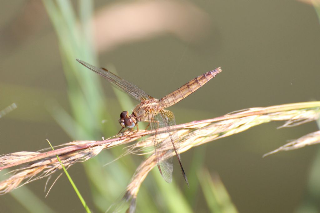 Tutte Crocothemis erythraea?